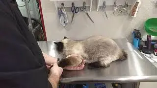 Cat grooming- so what is a teddy bear trim?