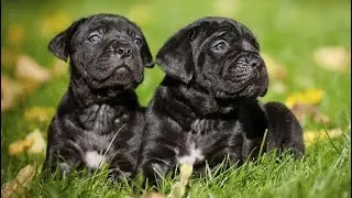 Cane corso puppies available | Cane corso🥷🏻
