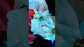 Четверг ужас... смотрите до конца, чтобы узнать мое местонахождение