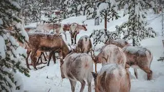 Reiki to Help the Wild Animals and Birds in Extreme Cold #reiki #healingenergy #healing