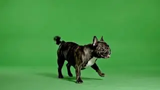 Free Dog Green Screen Stock Footage | Dog Chroma Key Video HD