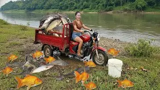 Solo Harvest Fish: Draining a Giant Pond to Find Thousands of Hidden Fish!