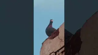#pegionseverywhere #birdsofinstagram #birdsofig #pegionseverywhere🐦🐥🐧 #birdsofinstagram #birdsofig