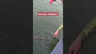 walleye release #fishing #walleye #blackfishgear