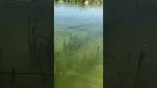 Crazy Northern Michigan fish! Teasing me!