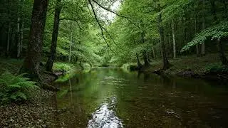 Native American Flute Forest Journey | River Calm for Healing & Inner Balance