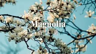White Magnolias at Suzhou's Twin Pagodas: A Serene Beauty