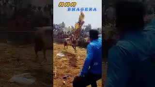 RRR BHAGERA IN Ramandhoddi Festival / RANAMDHODDy Adhukattu 2025 RRR BULL FESTIVAL SHOOLAGIRI 2025