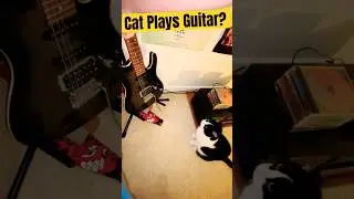 Cat&rsquo;s Guitar Solo, goes viral 🎸 #funny #catvideos #goviral #cute #cat #catchy #guitar #sound