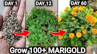 7 Hacks to grow Marigold flower plant | Grow 100+ Marigold flower at Home (Free)
