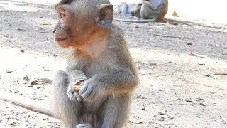 Look...lovely and pity poor baby Dodo | Dodo hungry, finding food on the ground