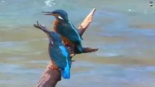 Kingfisher catching Fish for his Bride - Amazing Videos | Wild Wonders