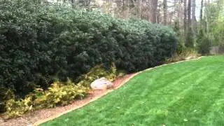 MosquitoNix Mosquito Control Misting Systems - Misting Systems for Your Large Yard