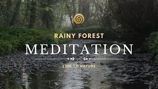 Rainy Forest Meditation - 1 Hour Ambient Sounds