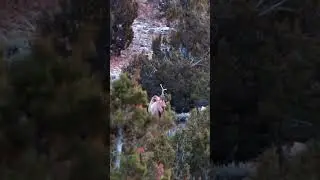 Bull Elk Engage in Post rut Sparring