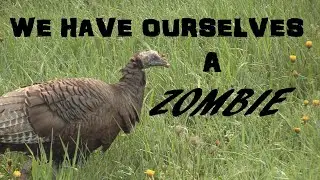 Pennsylvania Turkey Hunt - We Called In A Zombie