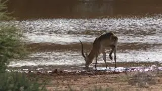 African Trophy Productions Short Promo
