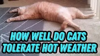 How Well Do Cats Tolerate Hot Weather