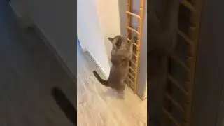 Jump 💫 #cat #kitty #kitten #funnycats @chanelandmichel