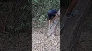 clamping Grips and friction techniques for tree climbing [ 2022 ] #clamping #grip #friction #tree