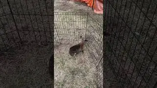 Breeding Rabbits