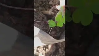 transplante suculentas de almacigo a maceta Echever&iacute;a con una fina capa de pelusa terciopelada