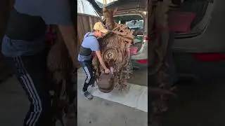 My Lucky Day to Buy This Huge 7 feet (210cm) Black Forest Cuckoo Clock which is bigger than me😅😅😅