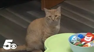 The Smitten Kitten NWA helping cats get adjusted to society
