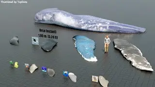 Whale Flipper Size Comparison &ndash; Extinct & Living Species