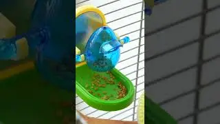 it's a foraging toy