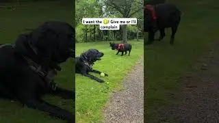 Complaining to get the ball 🐕🥎 #spaniel #ballobsessed #complain #notsharing #otsmine