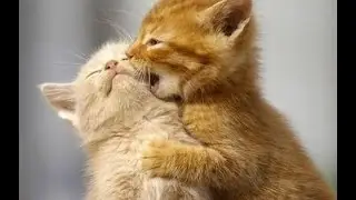 Kitten Invasion