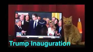 Cats in Israel View the Trump Inauguration 🇺🇸 🐈  🐈  🇮🇱