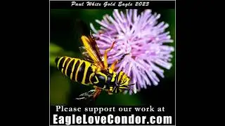Paul White Gold Eagle ~ Sacred Star Seers of our Maji Grail Lineage of Merlin of New Avalon