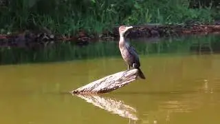 Reserva Nacional Tambopata.  Perú 2025