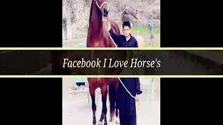 Kumait Horse's Of Pakistan