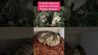 Top 5 animals that sleep the most | top 5 | Bhishak raj