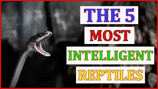 The 5 Most Intelligent Reptiles | Animal Globe