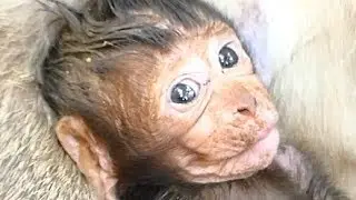 4 Days Growth Fast Newborn Baby Monkey Lucas| Cute Baby Monkey Videos Feeding| Newborn Babies Monkey