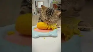 When I eat Corn with my Cat #shorts #funny #tiktok