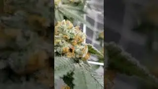Week 5 Flower #hooligans #drake #searchandrescue #naturesthumb