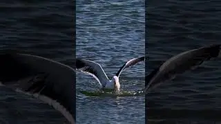 The Precision of a Gull Fishing Up Close