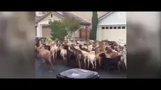 Herd of goats invades California neighborhood