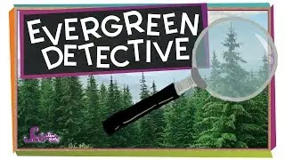 Guess That Tree! | Science for Kids
