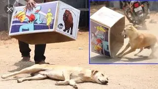 Aluminum box prank dog very funny must watch funny comedy new prank with try to stop laugh