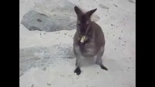 Wallaby on a wild beach - Wineglass Bay (Tasmania)