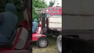 The sights and sounds of cherry harvest! #fruit #harvest #farm #shorts