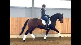 14yo schoolmaster gelding, 173 cm pd