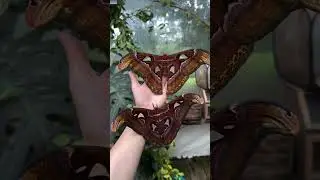 World&rsquo;s Biggest Moth 😱🦋 | Atlas Moth on Hand #Shorts #AtlasMoth #Butterfly #GiantMoth #ViralVideo