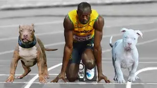 These Dogs Can Run Faster Than Usain Bolt | Fastest Dog Breeds